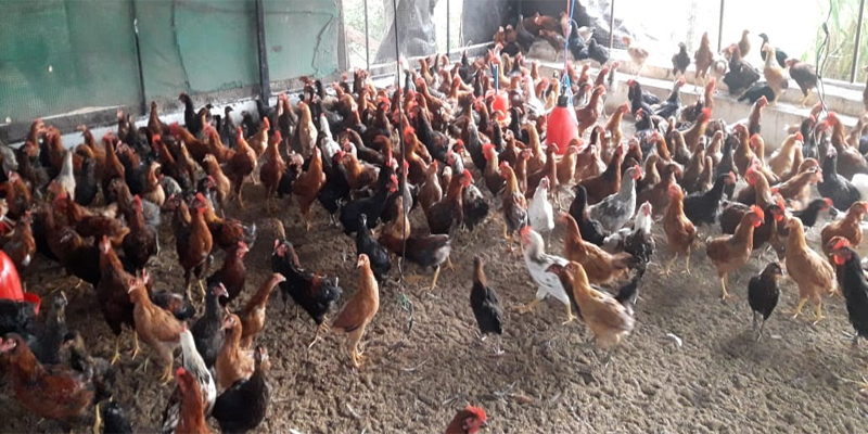 Desi Chicks Supplier in Ranchi 2