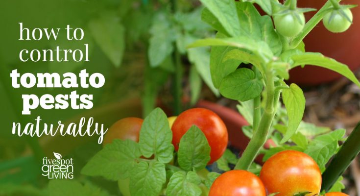 tomato organic pest control methods in tamil 1