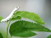 silkworm on mulberry leaves